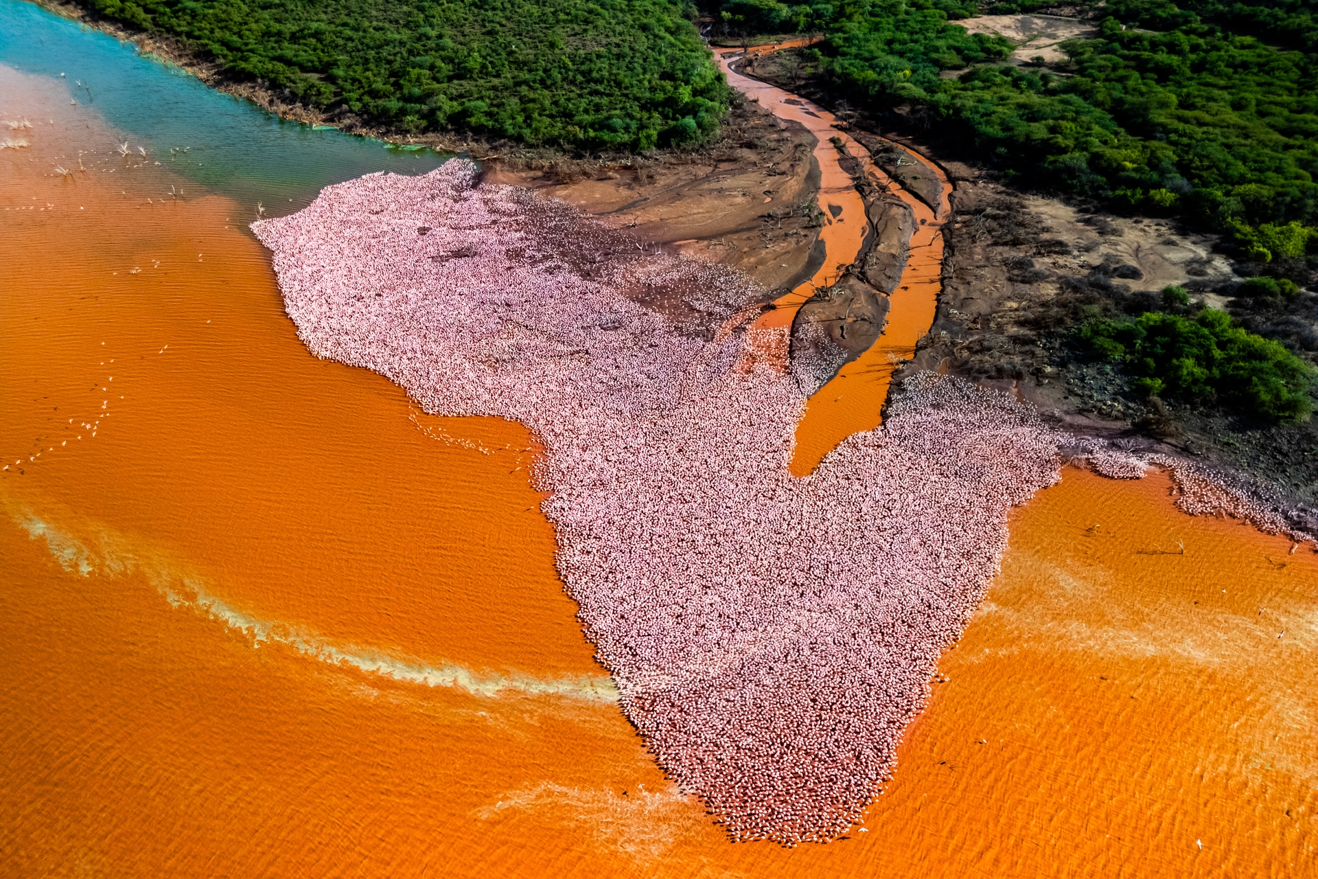 Des flamants roses qui forment l'Afrique