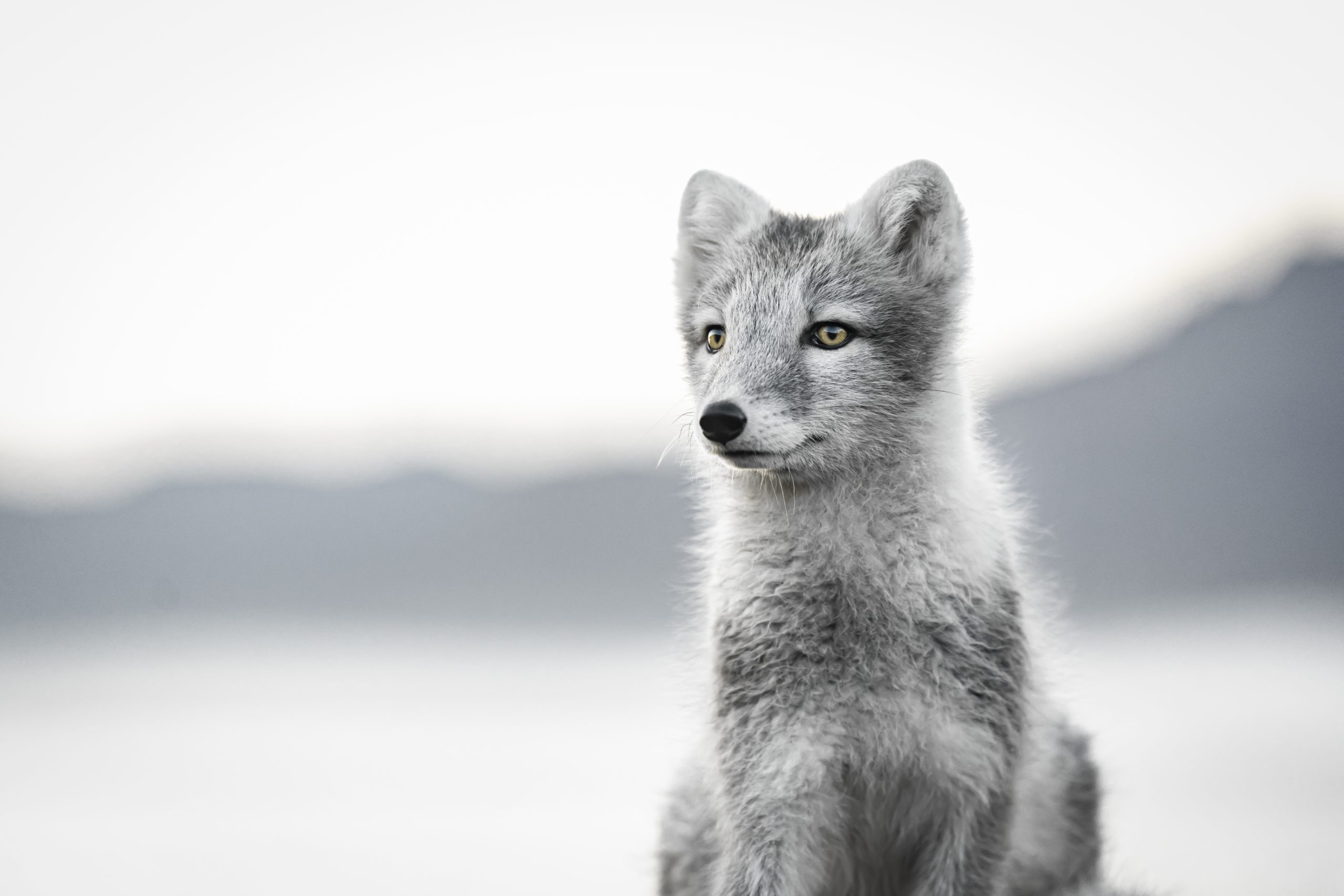 Portrait d'un renard polaire 