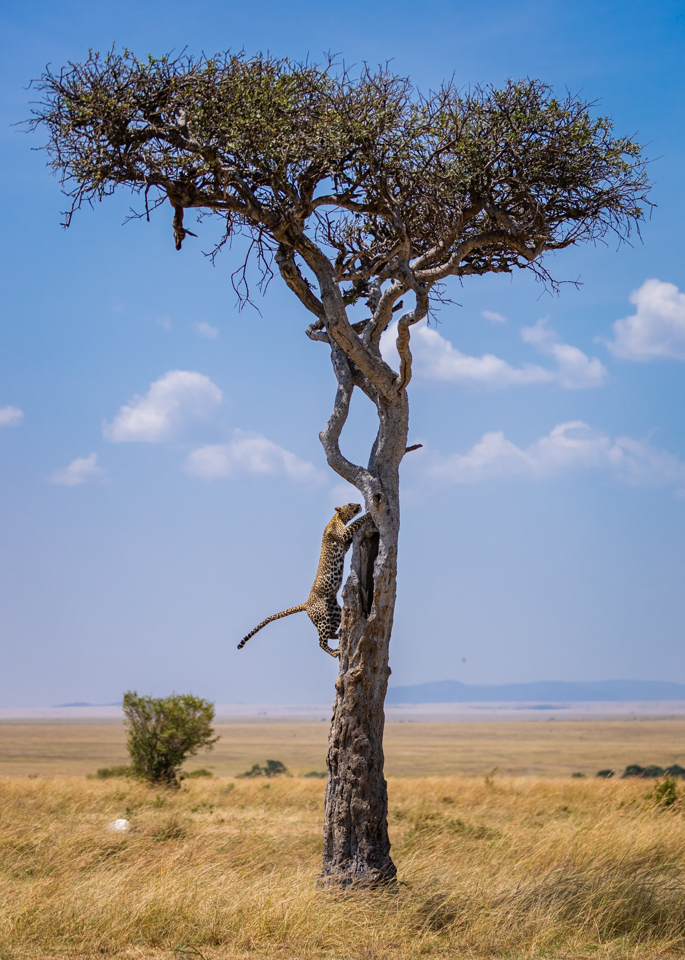 Un guépard qui grimpe dans un arbre au Kenya