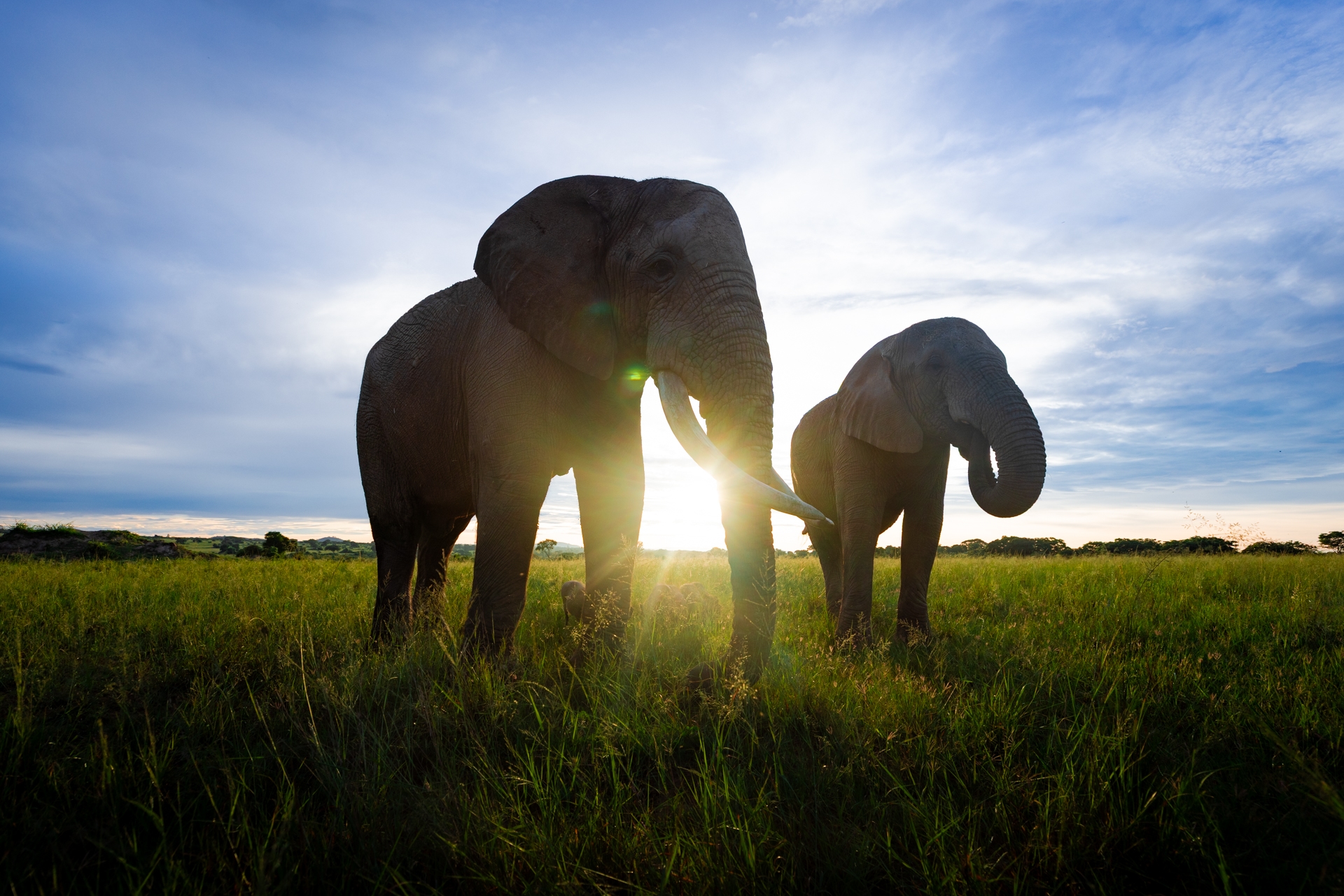 Elephants avec le coucher de soleil au Zimbabwe