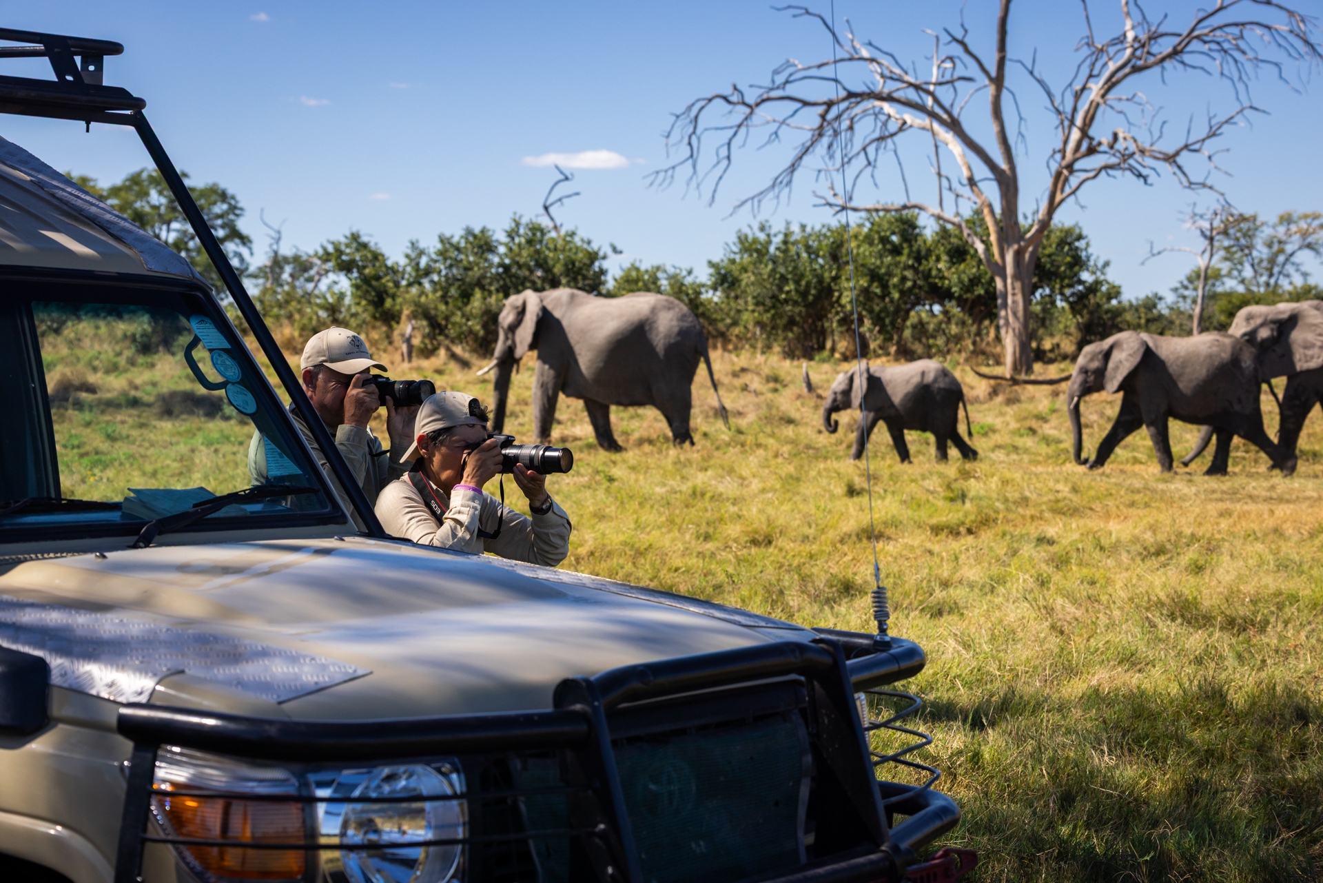 Des personnes photographient des éléphants au Botsawana