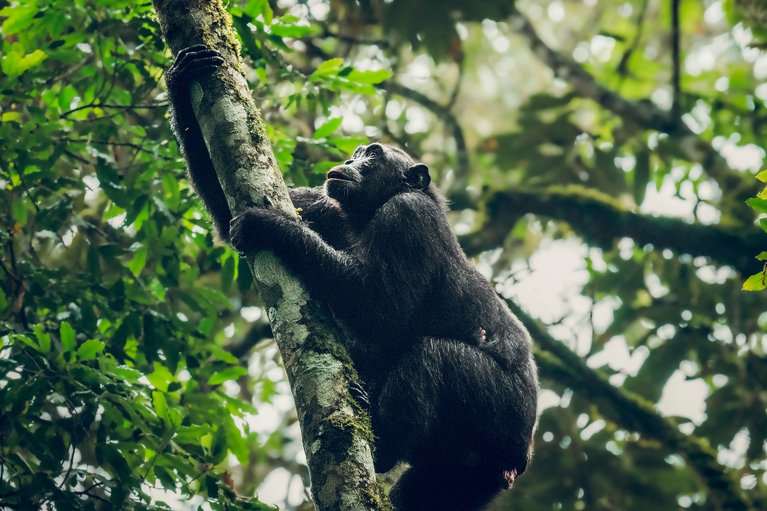Chimpanzé qui monte à un arbre dans la forêt