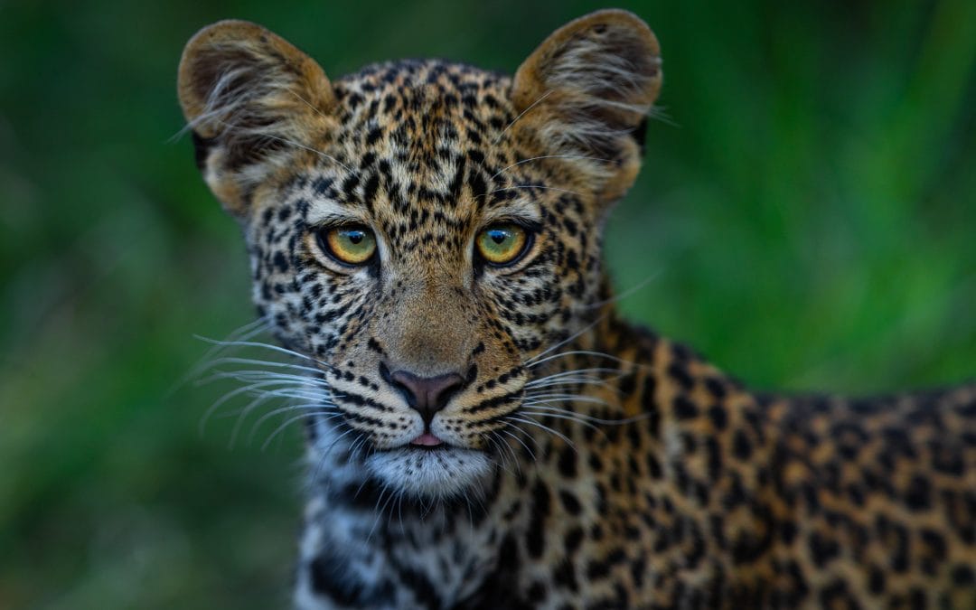 Léopard ou panthère : quelle différence entre ces deux félins ?