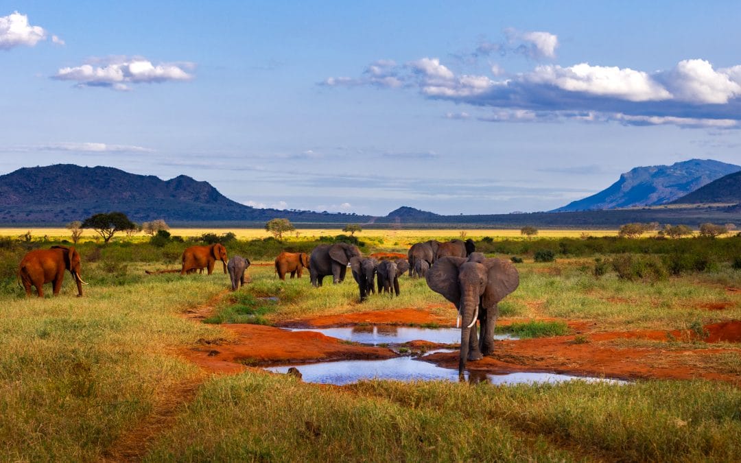 Où observer les éléphants d’Afrique