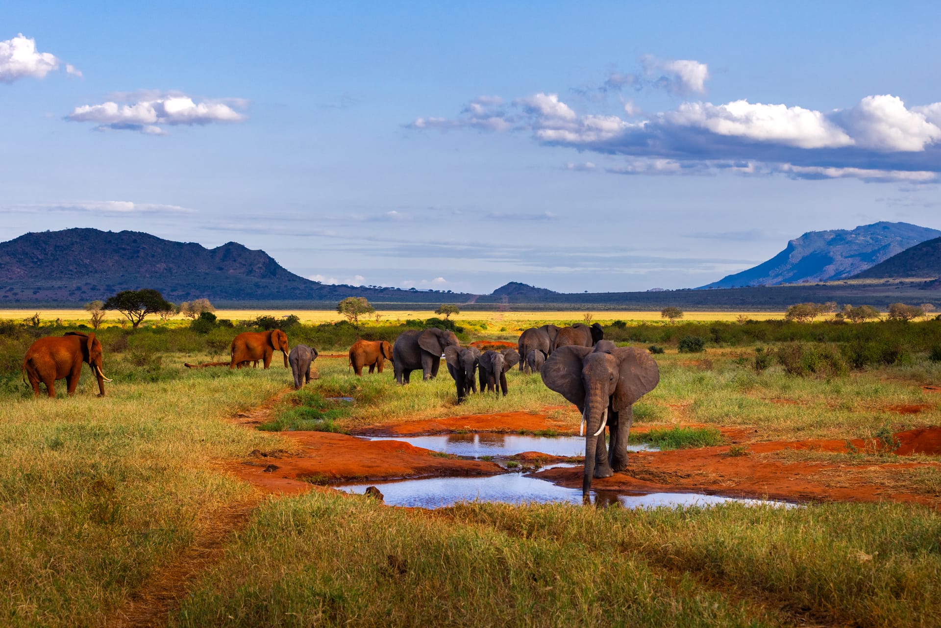 Eléphant d'Afrique - Alexandre et Chloé Bès