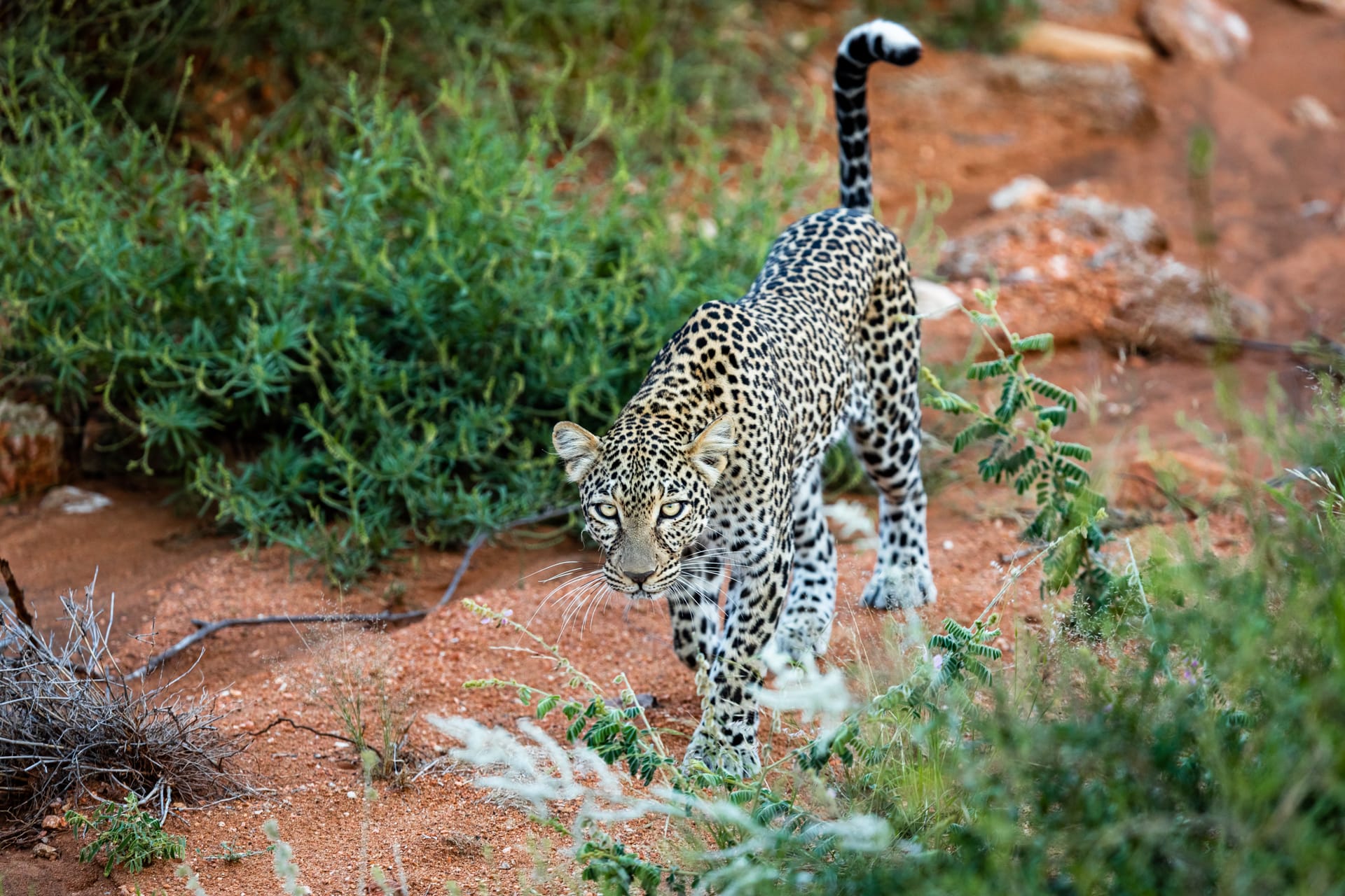 Safari authentique au Kenya : entre savane et montagne