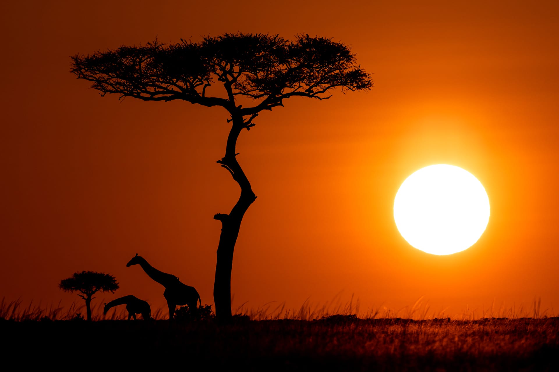 Safari en couples au Kenya : aventure en terre sauvage