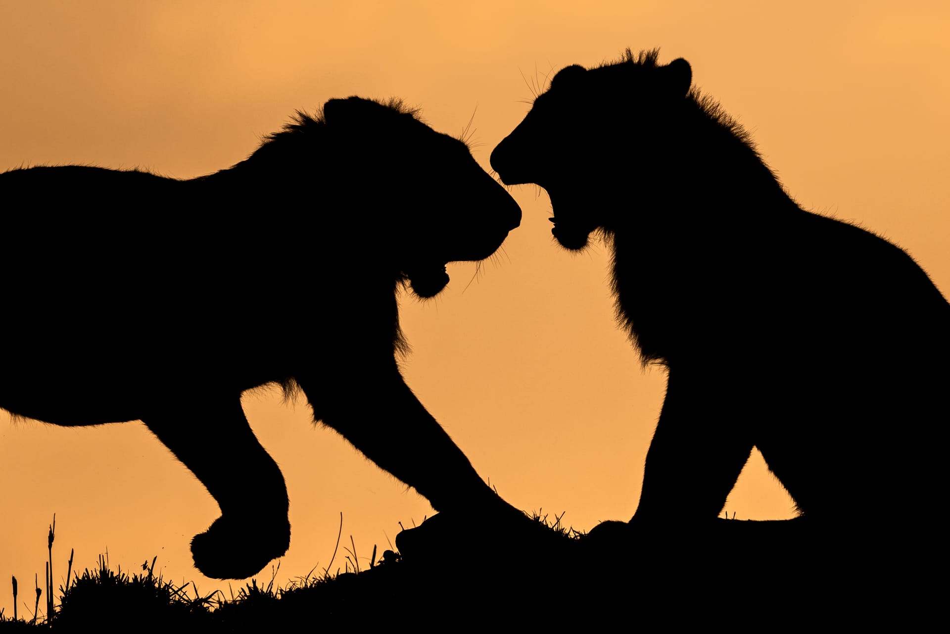 Safari inédit au Kenya : grand tour au pays du roi lion