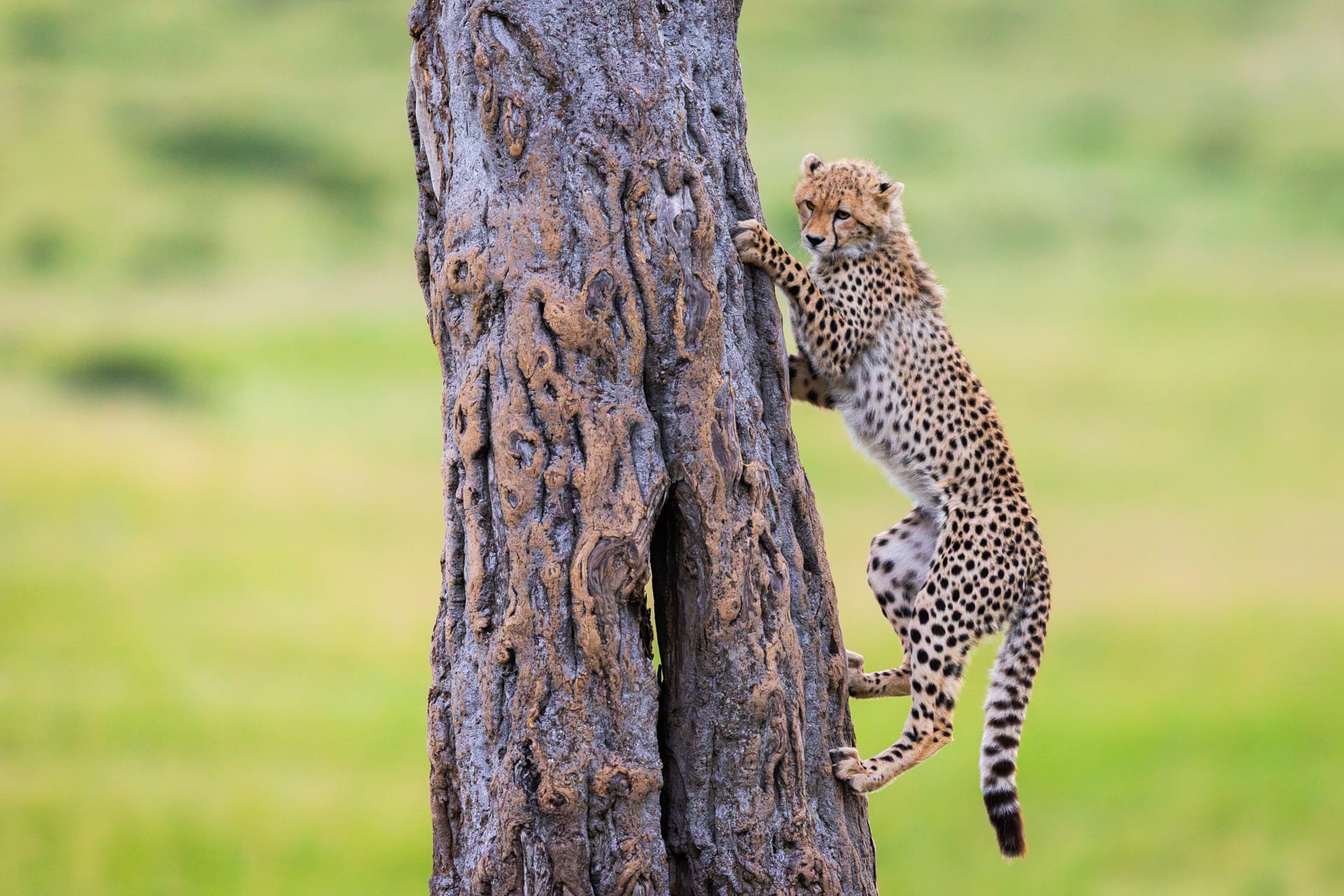 Safari spécial photographe animalier en réserve privé au Masai Mara