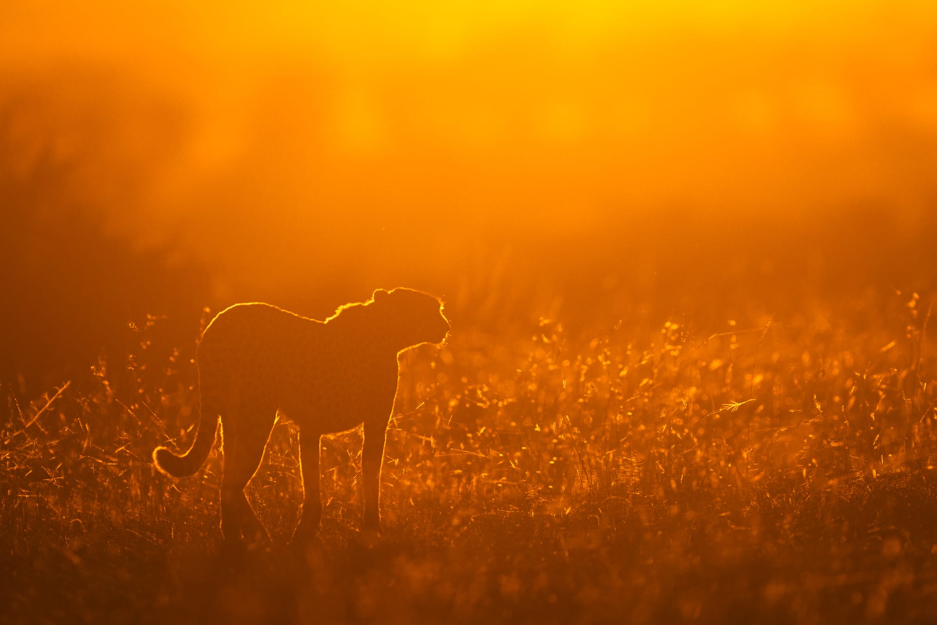 Safari mythique au Kenya : sur les traces des grands félins d’Afrique