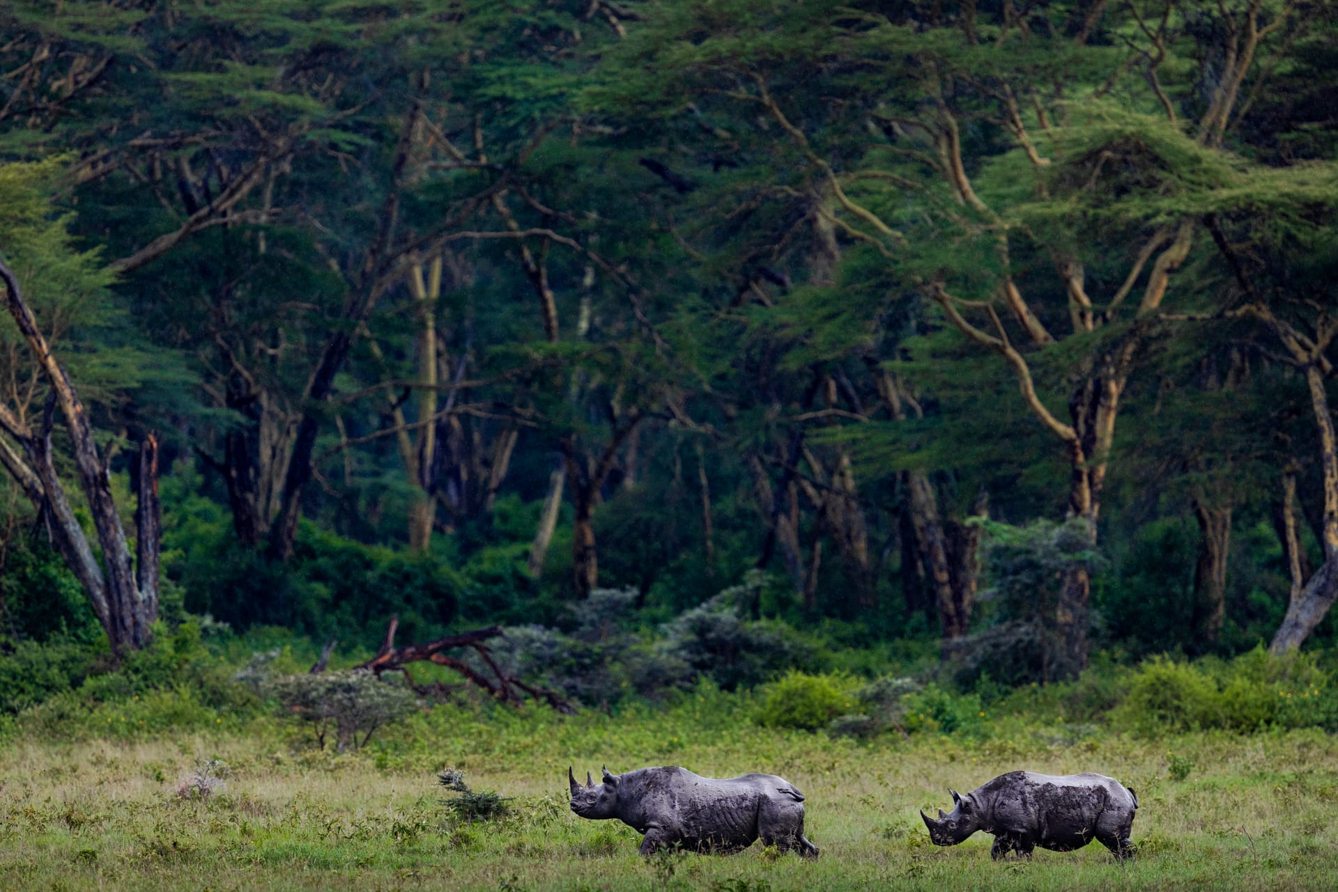 Safari découverte au Kenya : Big 5 et détente à Diani Beach
