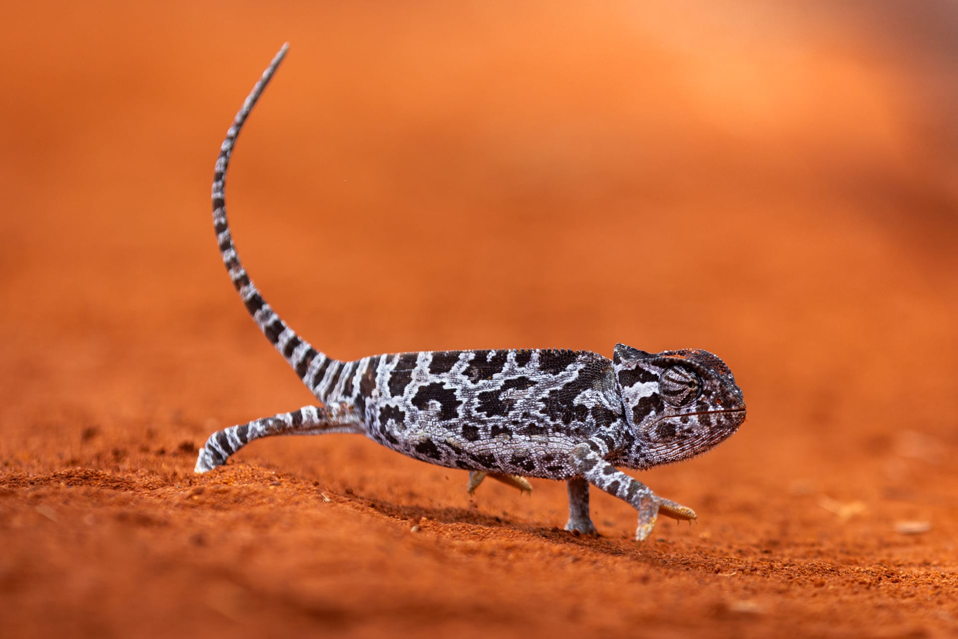 Safari photo au Kenya : sur la terre des géants d’Afrique