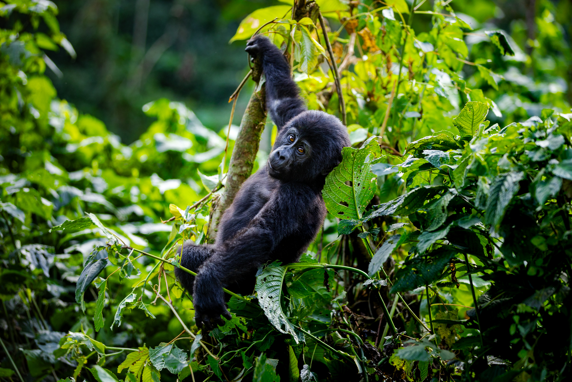 Gorille - Ouganda
