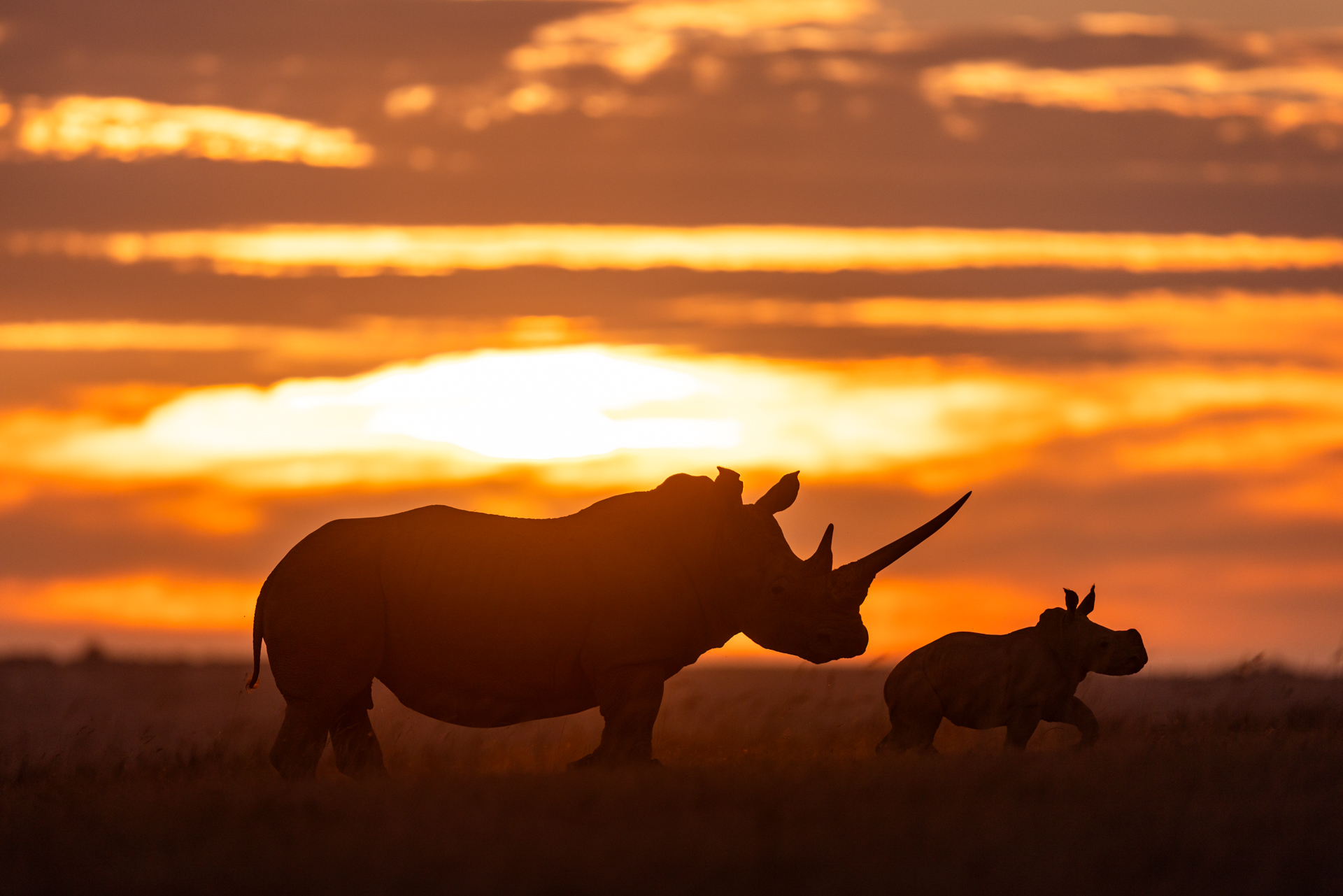 Rhinoceros blanc - Afrique
