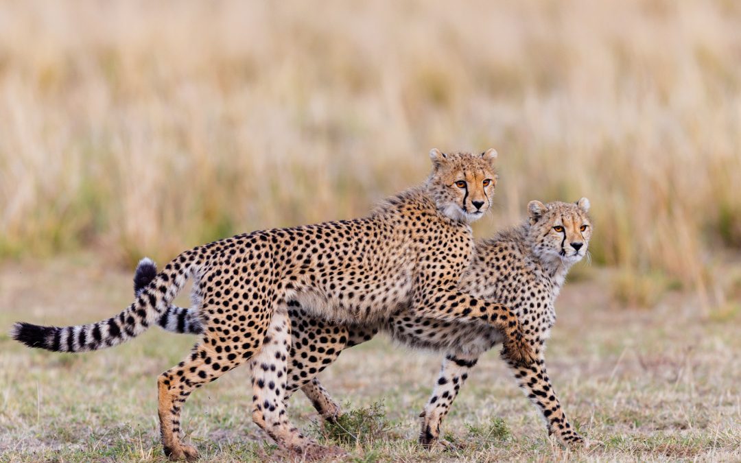 Guépard ou léopard : comment les différencier en safari ?