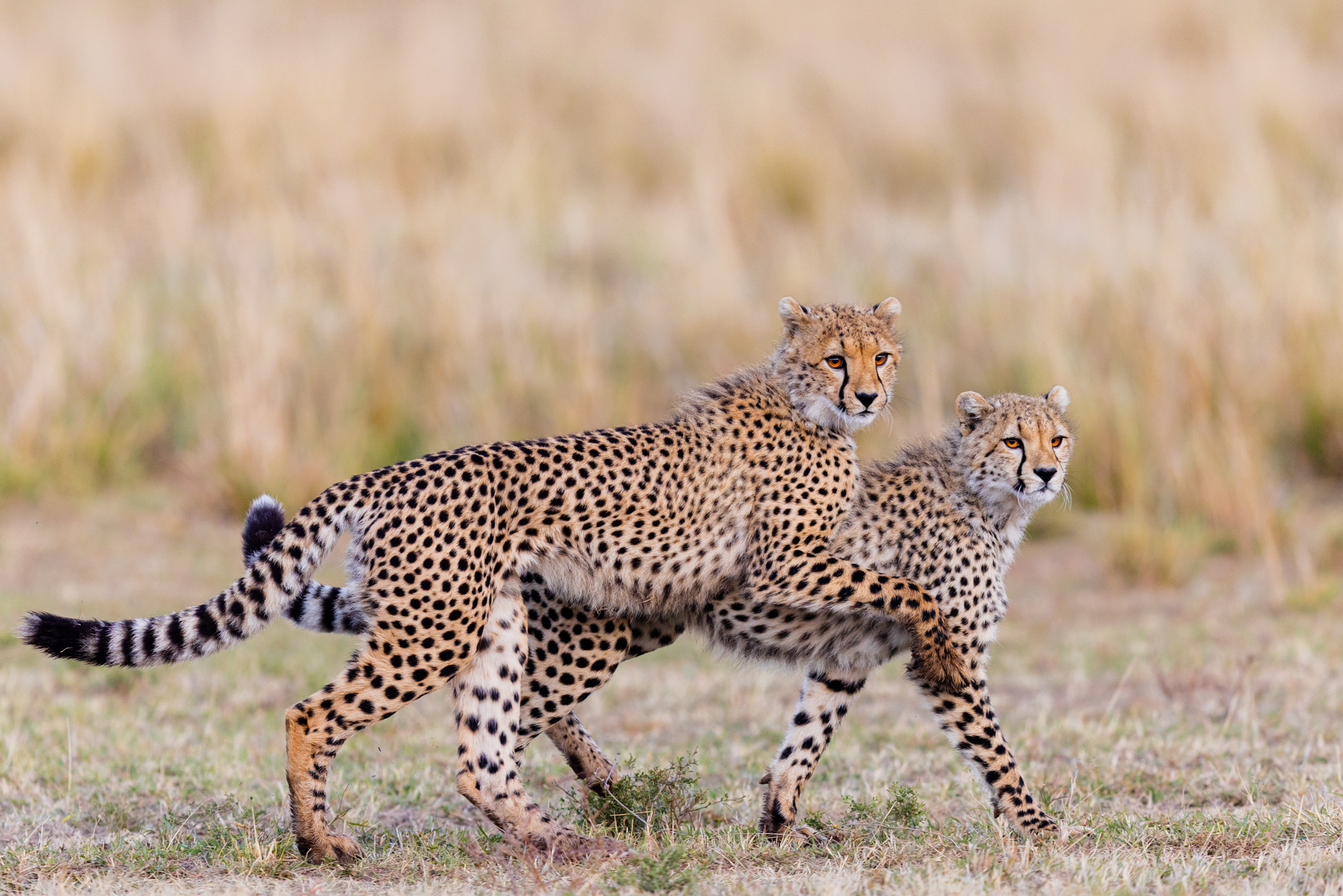 Guépard - Cheetah - Acinonyx jubatus