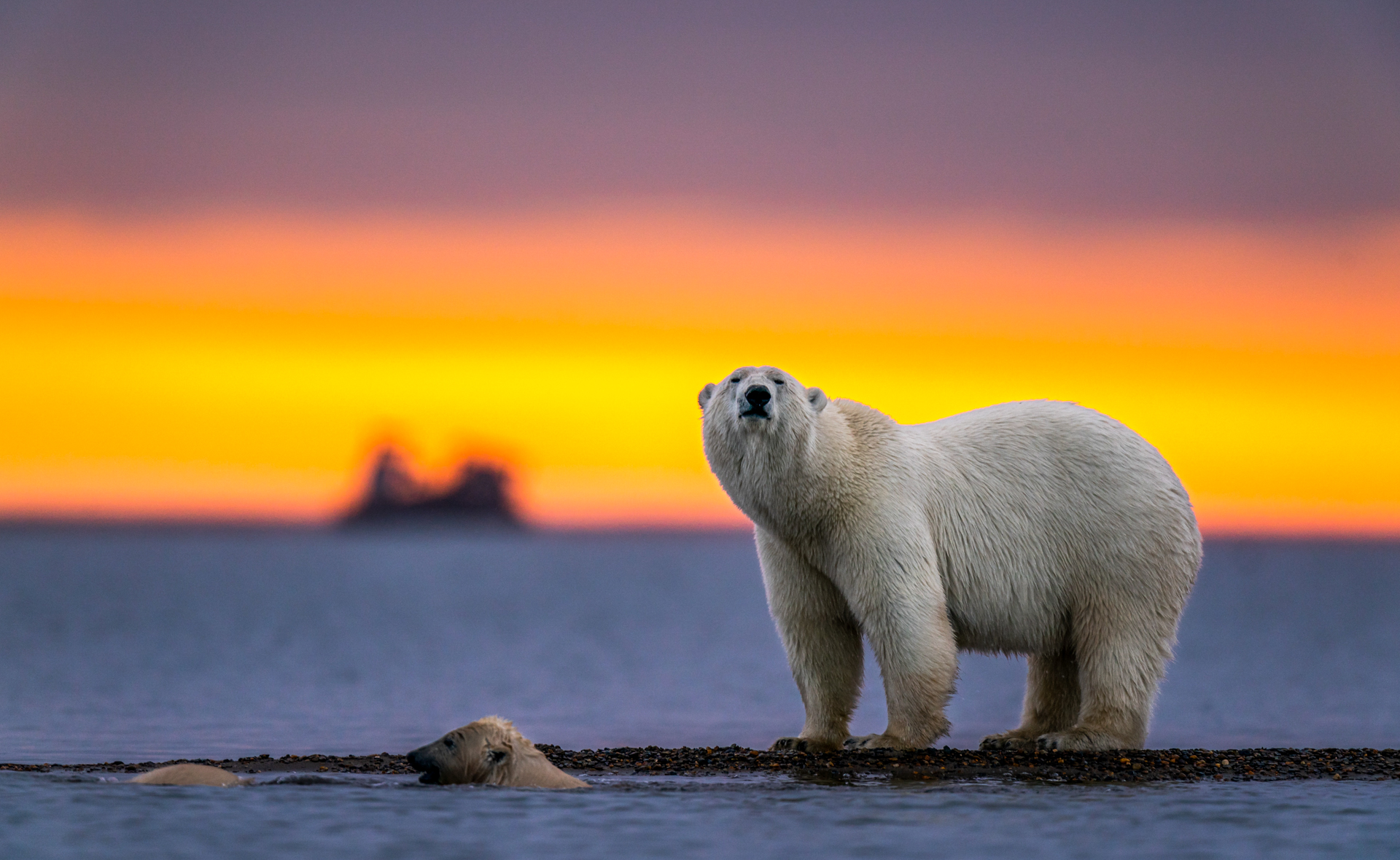 Ours polaire - Canada